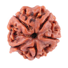 Load image into Gallery viewer, Nepalese Ganesh Rudraksha - Bead No. 91