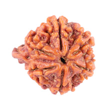 Load image into Gallery viewer, Nepalese Ganesh Rudraksha - Bead No. 92