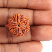 Load image into Gallery viewer, Nepalese Ganesh Rudraksha - Bead No. 92