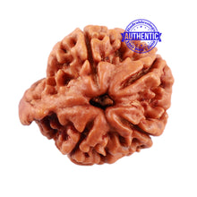 Load image into Gallery viewer, Nepalese Ganesh Rudraksha - Bead No. 93