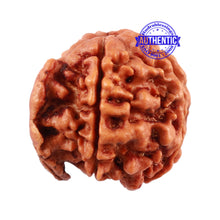 Load image into Gallery viewer, Nepalese Ganesh Rudraksha - Bead No. 93