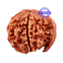 Load image into Gallery viewer, Nepalese Ganesh Rudraksha - Bead No. 93