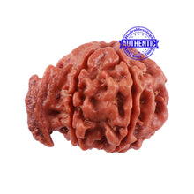 Load image into Gallery viewer, Nepalese Ganesh Rudraksha - Bead No. 95
