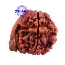 Load image into Gallery viewer, Nepalese Ganesh Rudraksha - Bead No. 95