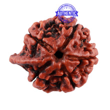 Load image into Gallery viewer, Nepalese Ganesh Rudraksha - Bead No. 96