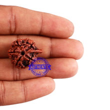 Load image into Gallery viewer, Nepalese Ganesh Rudraksha - Bead No. 96