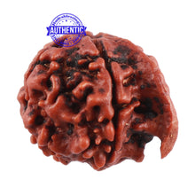 Load image into Gallery viewer, Nepalese Ganesh Rudraksha - Bead No. 96