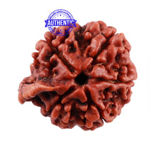 Load image into Gallery viewer, Nepalese Ganesh Rudraksha - Bead No. 97