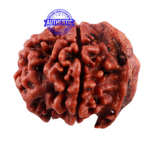 Load image into Gallery viewer, Nepalese Ganesh Rudraksha - Bead No. 97