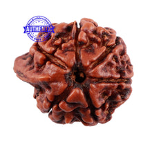 Load image into Gallery viewer, Nepalese Ganesh Rudraksha - Bead No. 98