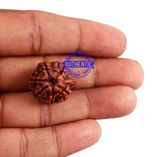 Load image into Gallery viewer, Nepalese Ganesh Rudraksha - Bead No. 98