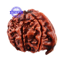 Load image into Gallery viewer, Nepalese Ganesh Rudraksha - Bead No. 98