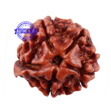 Load image into Gallery viewer, Nepalese Ganesh Rudraksha - Bead No. 99