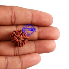 Load image into Gallery viewer, Nepalese Ganesh Rudraksha - Bead No. 99