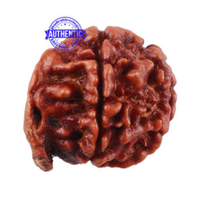 Load image into Gallery viewer, Nepalese Ganesh Rudraksha - Bead No. 99
