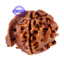 Load image into Gallery viewer, Nepalese Ganesh Rudraksha - Bead No. 17