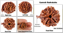 Load image into Gallery viewer, Nepalese Ganesh Rudraksha - Bead No. 17