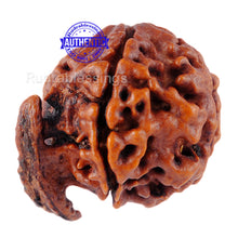 Load image into Gallery viewer, Nepalese Ganesh Rudraksha - Bead No. 21