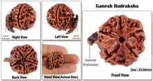 Load image into Gallery viewer, Nepalese Ganesh Rudraksha - Bead No. 21
