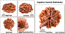 Load image into Gallery viewer, Nepalese Ganesha Rudraksha - Bead No. 43
