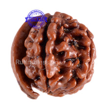 Load image into Gallery viewer, Nepalese Ganesh Rudraksha - Bead No. 45