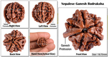 Load image into Gallery viewer, Nepalese Ganesh Rudraksha - Bead No. 45