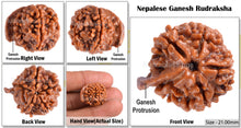 Load image into Gallery viewer, Nepalese Ganesh Rudraksha - Bead No. 47