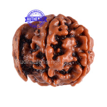 Load image into Gallery viewer, Nepalese Ganesh Rudraksha - Bead No. 48