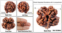 Load image into Gallery viewer, 2 mukhi Nepalese Rudraksha with 4 Compartments