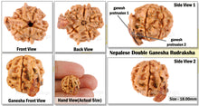 Load image into Gallery viewer, Nepalese Double Ganesh Rudraksha - Bead No. 30