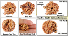 Load image into Gallery viewer, Nepalese Double Ganesh Rudraksha - Bead No. 31