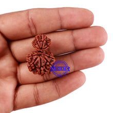 Load image into Gallery viewer, 10 Mukhi Nepalese Garbh Gauri Rudraksha - Bead No. 28
