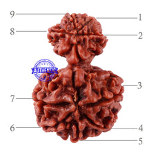 Load image into Gallery viewer, 10 Mukhi Nepalese Garbh Gauri Rudraksha - Bead No. 28