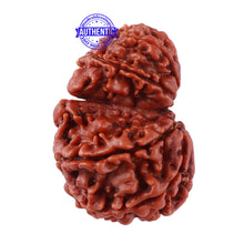 Load image into Gallery viewer, 10 Mukhi Nepalese Garbh Gauri Rudraksha - Bead No. 28