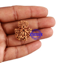Load image into Gallery viewer, 12 Mukhi Nepalese Garbh Gauri Rudraksha - Bead No. 23