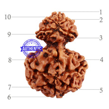 Load image into Gallery viewer, 10 Mukhi Nepalese Garbh Gauri Rudraksha - Bead No. 24