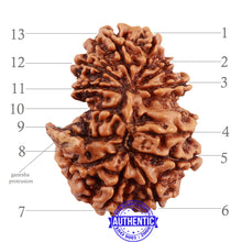 Load image into Gallery viewer, 13 Mukhi Nepalese Garbh Gauri Rudraksha with Ganesha - Bead No. 157
