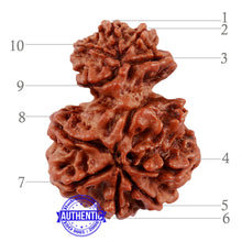 Load image into Gallery viewer, 10 Mukhi Nepalese Garbh Gauri Rudraksha - Bead No. 27