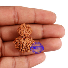 Load image into Gallery viewer, 10 Mukhi Nepalese Garbh Gauri Rudraksha - Bead No. 29