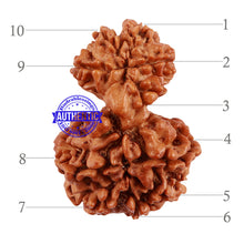 Load image into Gallery viewer, 10 Mukhi Nepalese Garbh Gauri Rudraksha - Bead No. 29