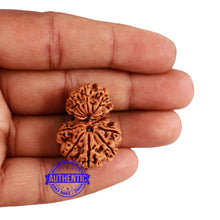Load image into Gallery viewer, 12 Mukhi Nepalese Garbh Gauri Rudraksha - Bead No. 30