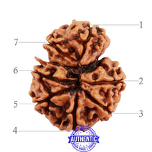 Load image into Gallery viewer, 7 Mukhi Nepalese Garbh Gauri Rudraksha with Ganesha - Bead No. 31
