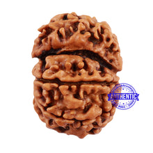 Load image into Gallery viewer, 7 Mukhi Nepalese Garbh Gauri Rudraksha with Ganesha - Bead No. 31