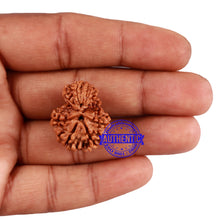 Load image into Gallery viewer, 10 Mukhi Nepalese Garbh Gauri Rudraksha - Bead No. 32