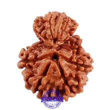 Load image into Gallery viewer, 10 Mukhi Nepalese Garbh Gauri Rudraksha - Bead No. 32