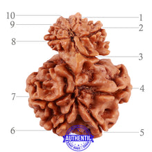 Load image into Gallery viewer, 10 Mukhi Nepalese Garbh Gauri Rudraksha - Bead No. 32