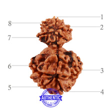 Load image into Gallery viewer, 8 Mukhi Nepalese Garbh Gauri Rudraksha - Bead No. 34
