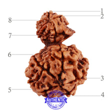 Load image into Gallery viewer, 8 Mukhi Nepalese Garbh Gauri Rudraksha with Ganesha - Bead No. 35
