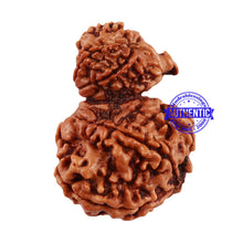 Load image into Gallery viewer, 8 Mukhi Nepalese Garbh Gauri Rudraksha with Ganesha - Bead No. 35