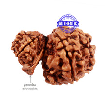 Load image into Gallery viewer, 8 Mukhi Nepalese Garbh Gauri Rudraksha with Ganesha - Bead No. 35